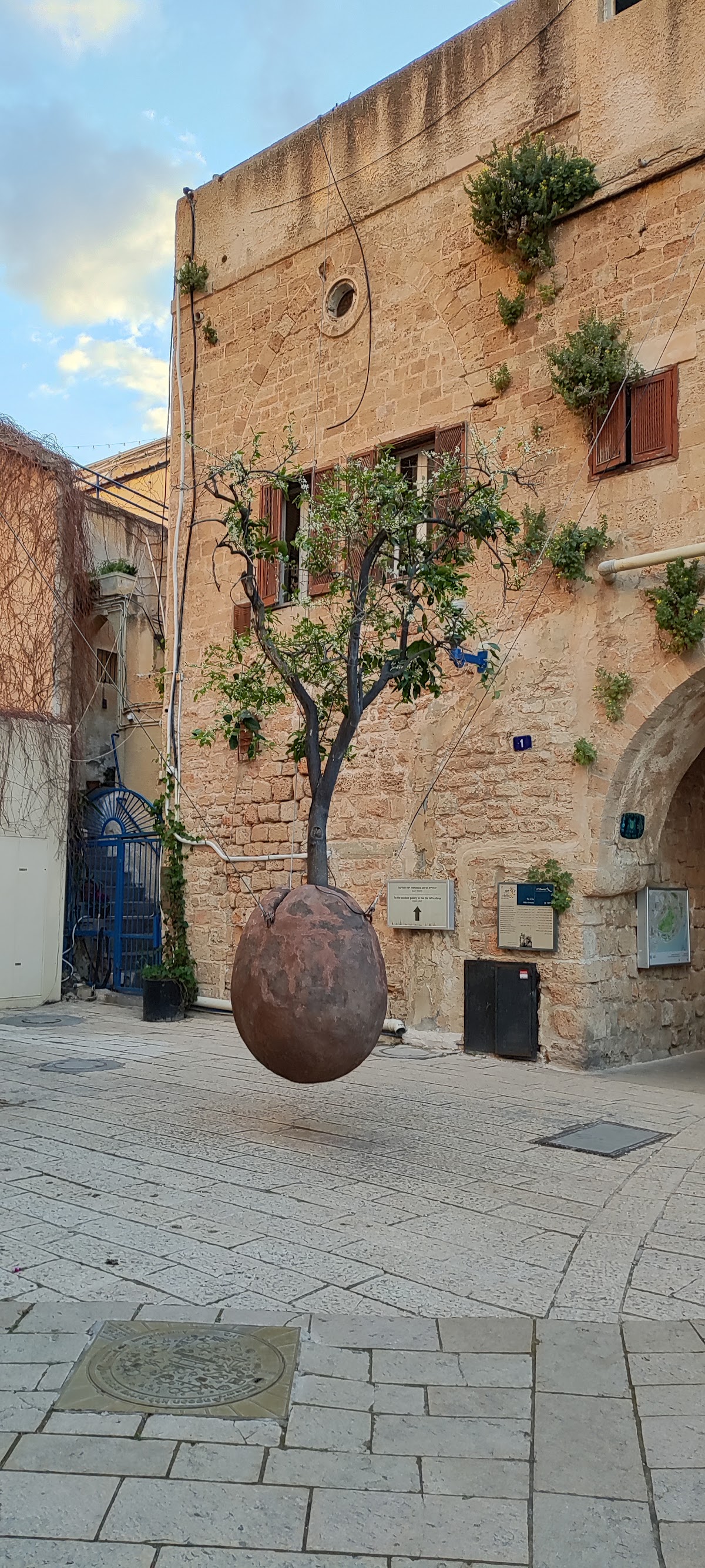 Suspended Orange Tree