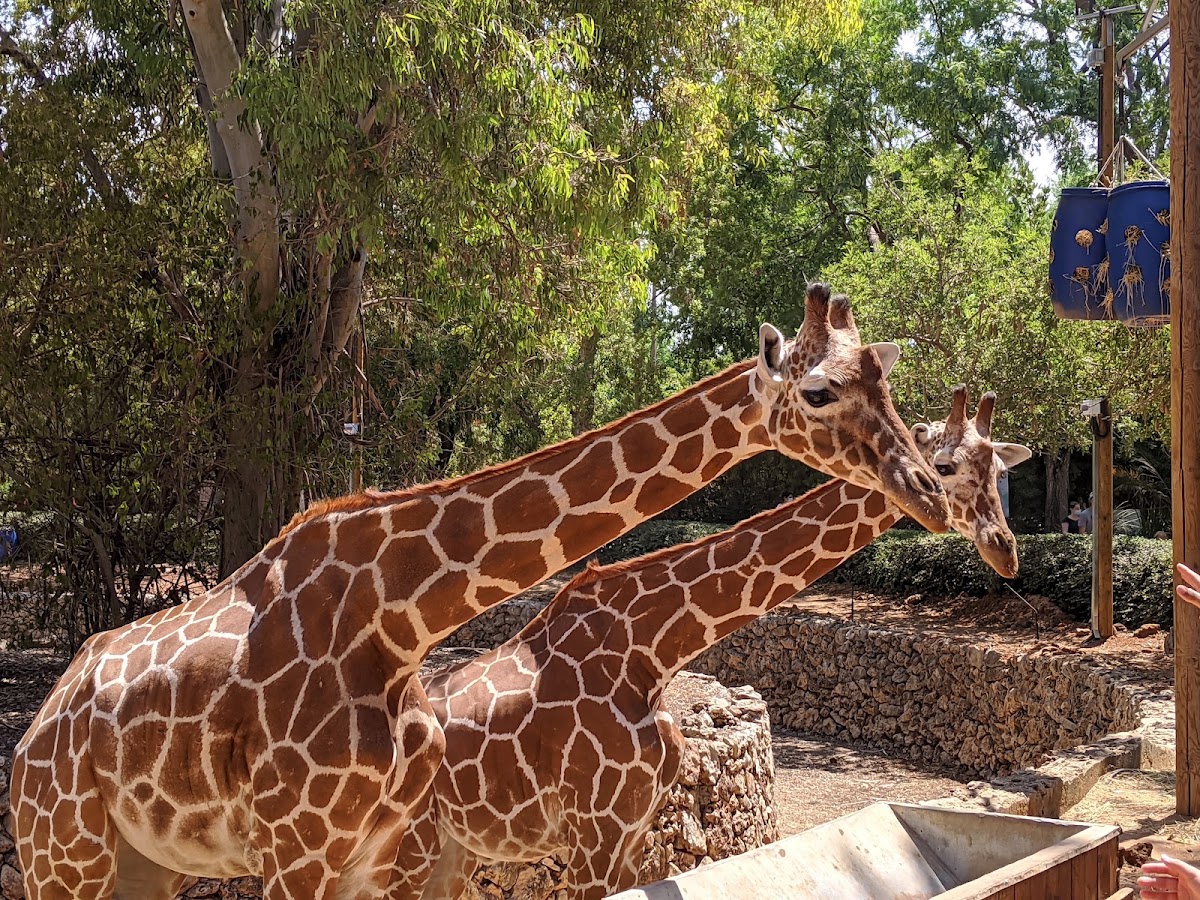 Ramat Gan Safari