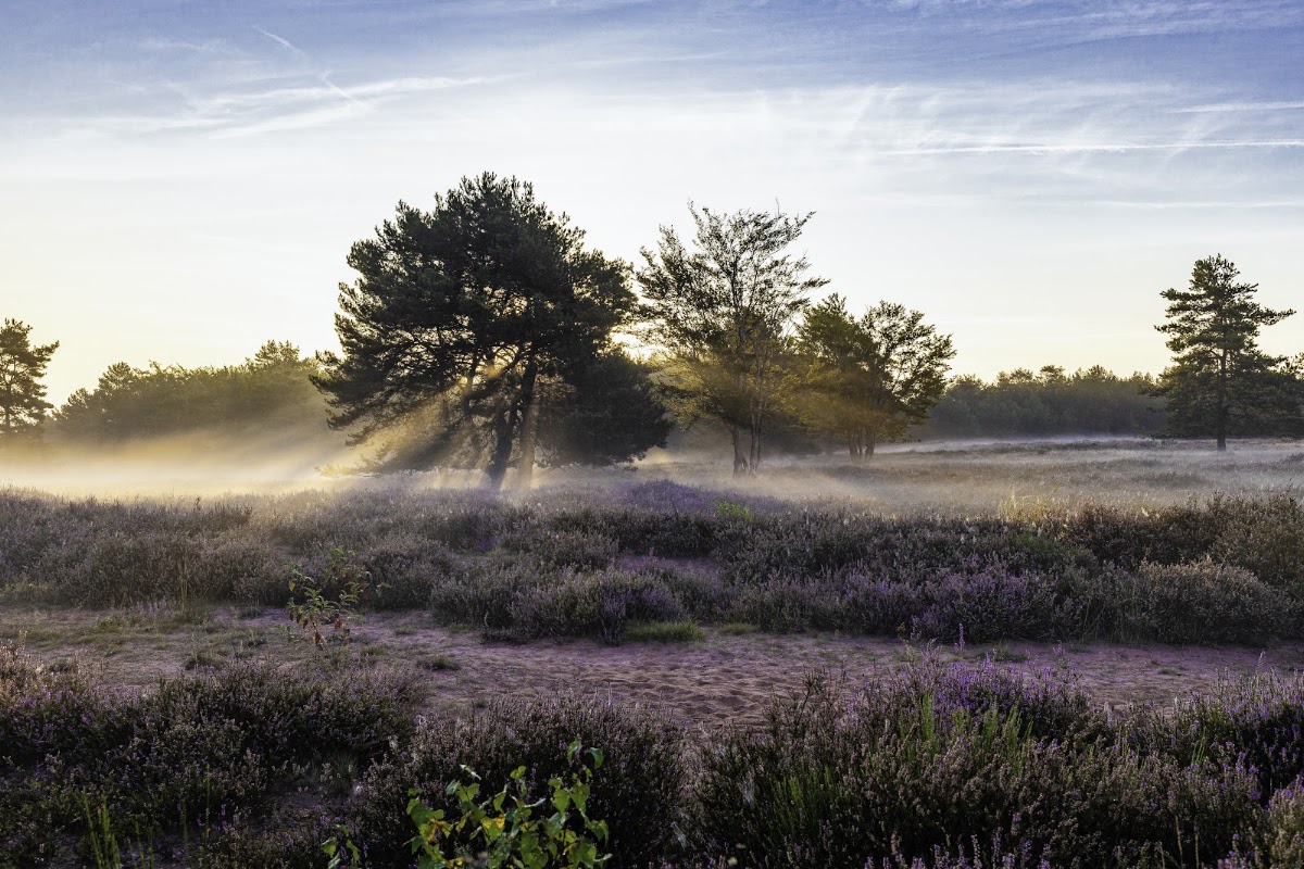 Mehlinger Heide