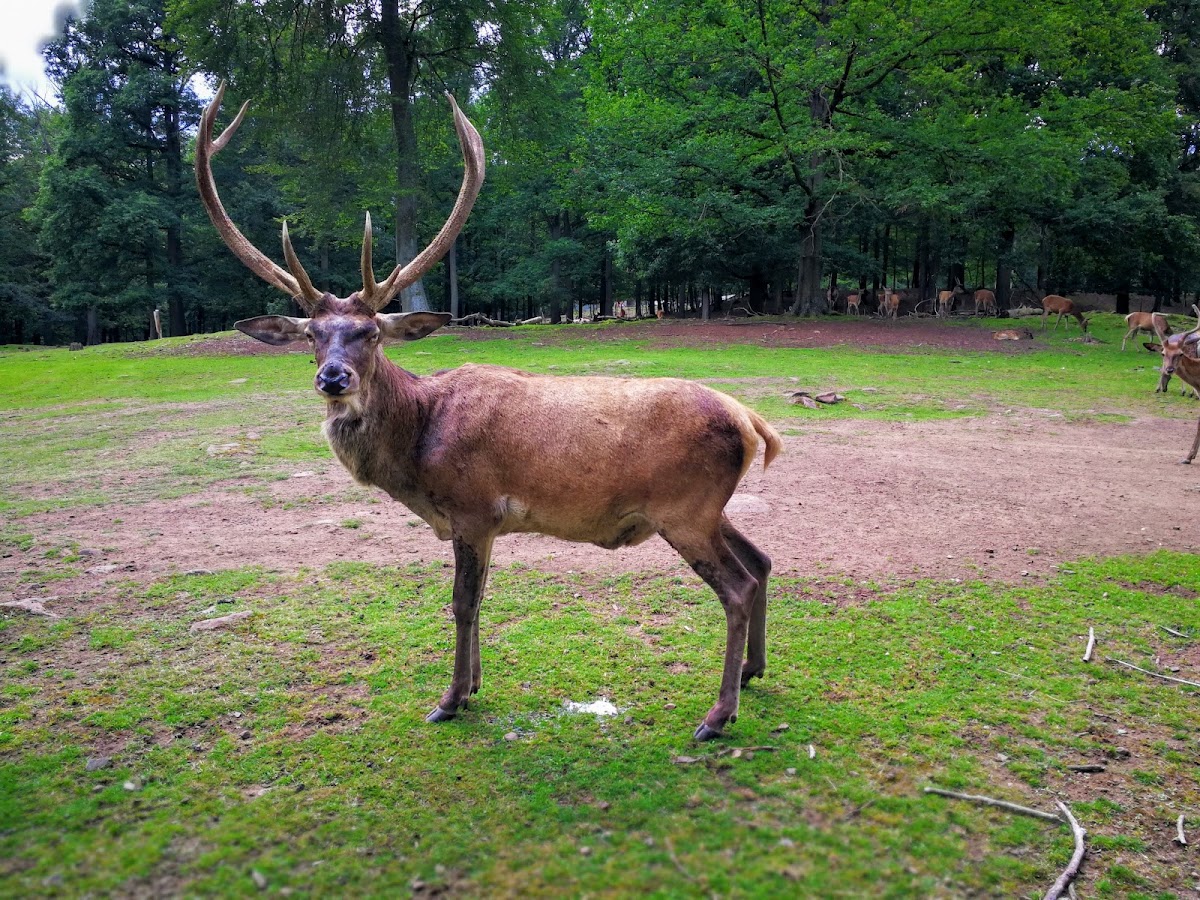 Wildpark Kaiserslautern