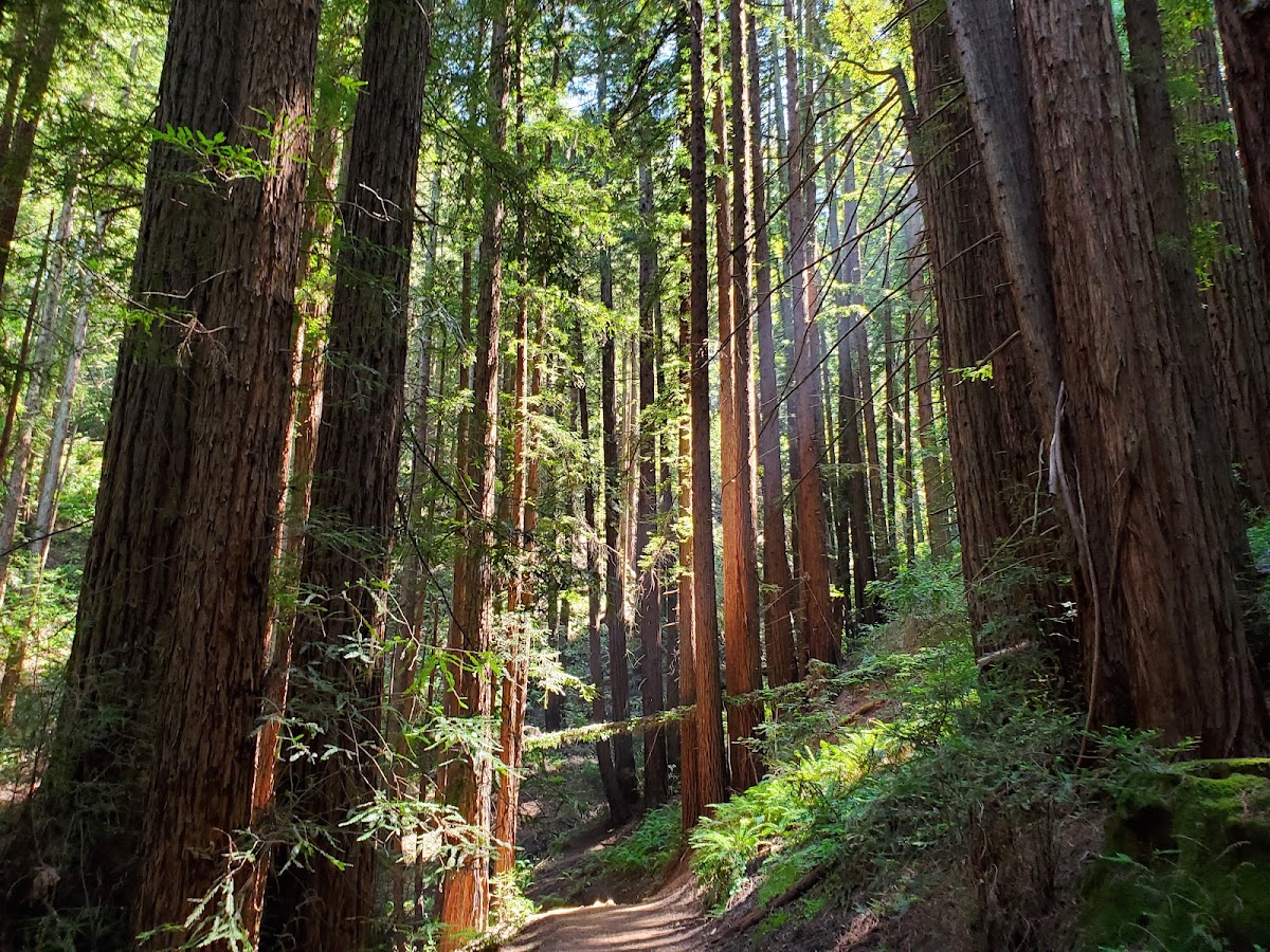 Reinhardt Redwood Regional Park