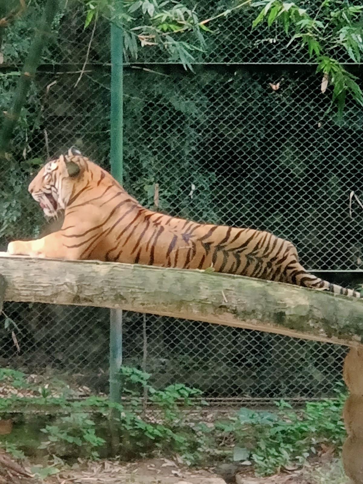 Royal Bengal Tiger Cage, Patna zoo