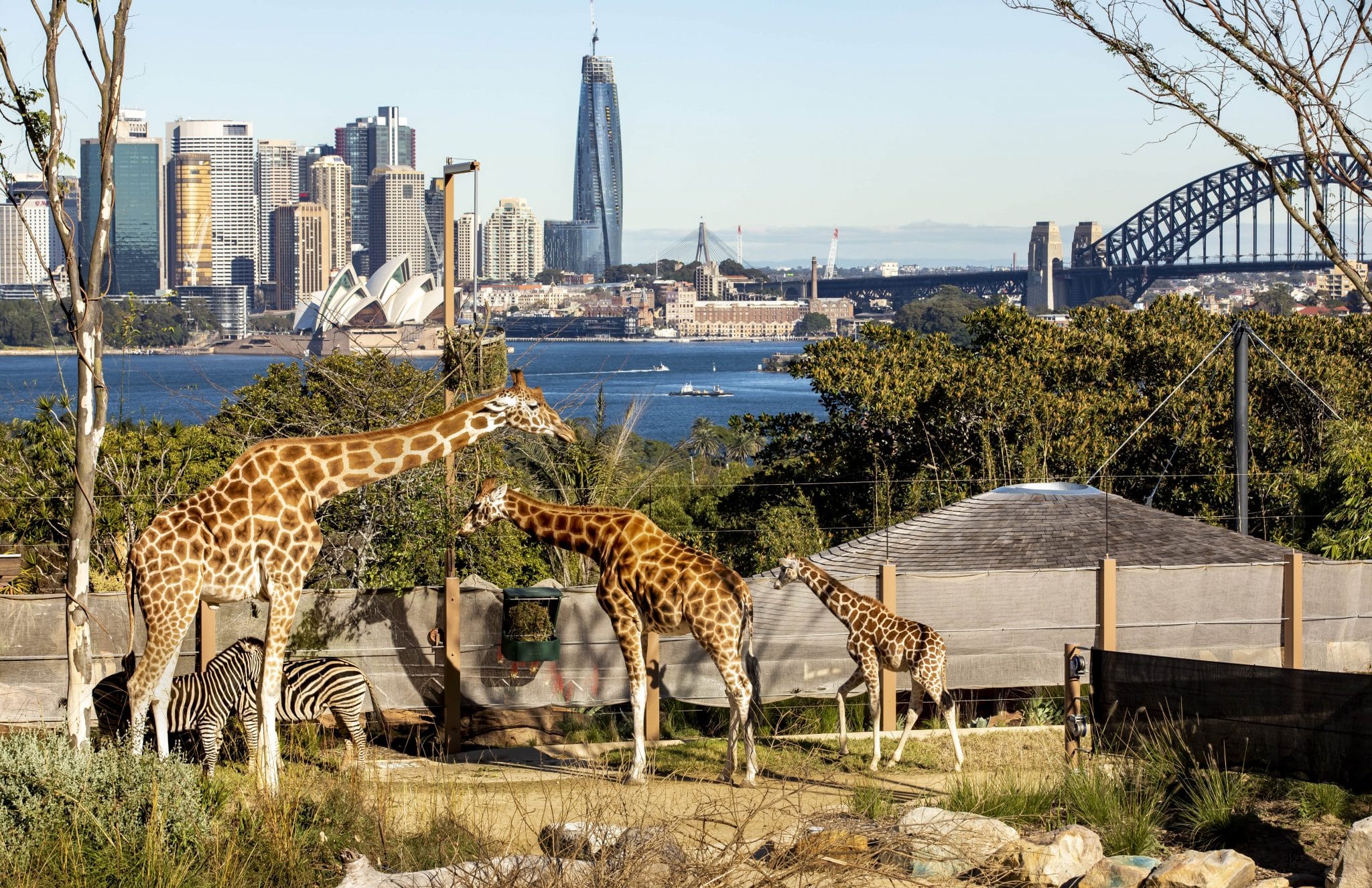 Taronga Zoo